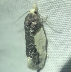 Henricus edwardsiana