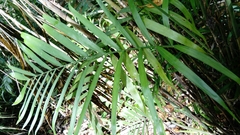 Chamaedorea seifrizii