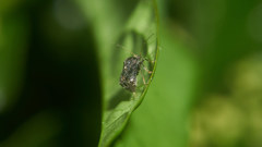 Charagochilus angusticollis