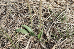 Veronica wyomingensis