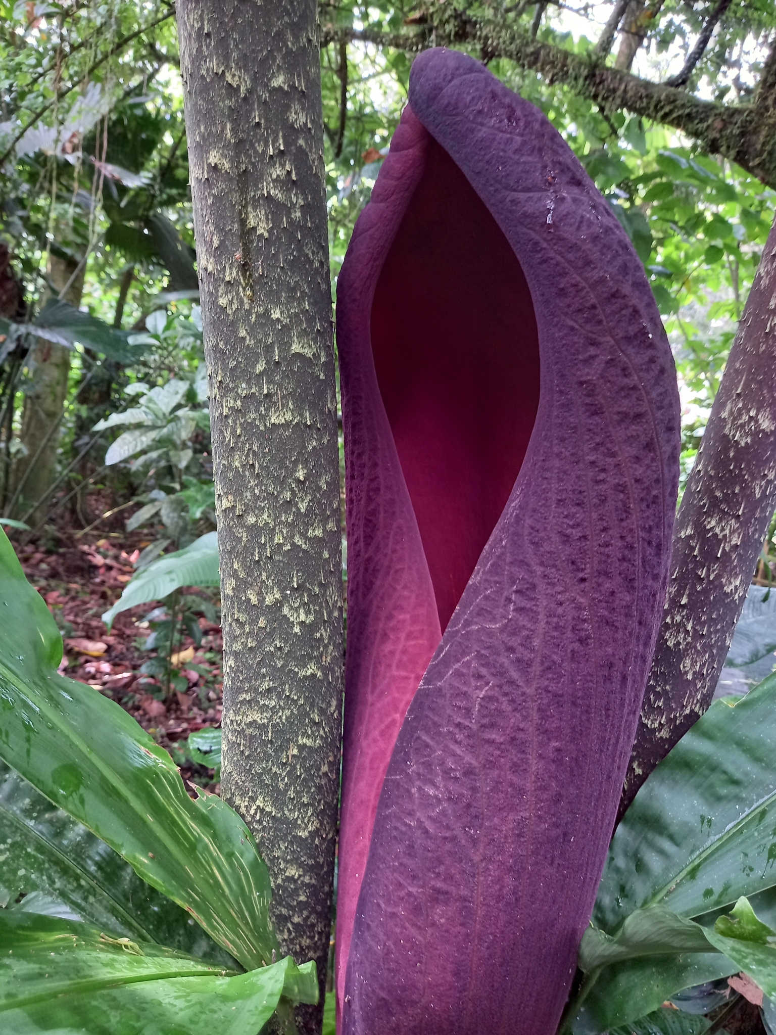 Abacaxi-do-brejo
