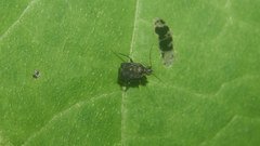 Charagochilus angusticollis