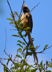 Colius striatus minor