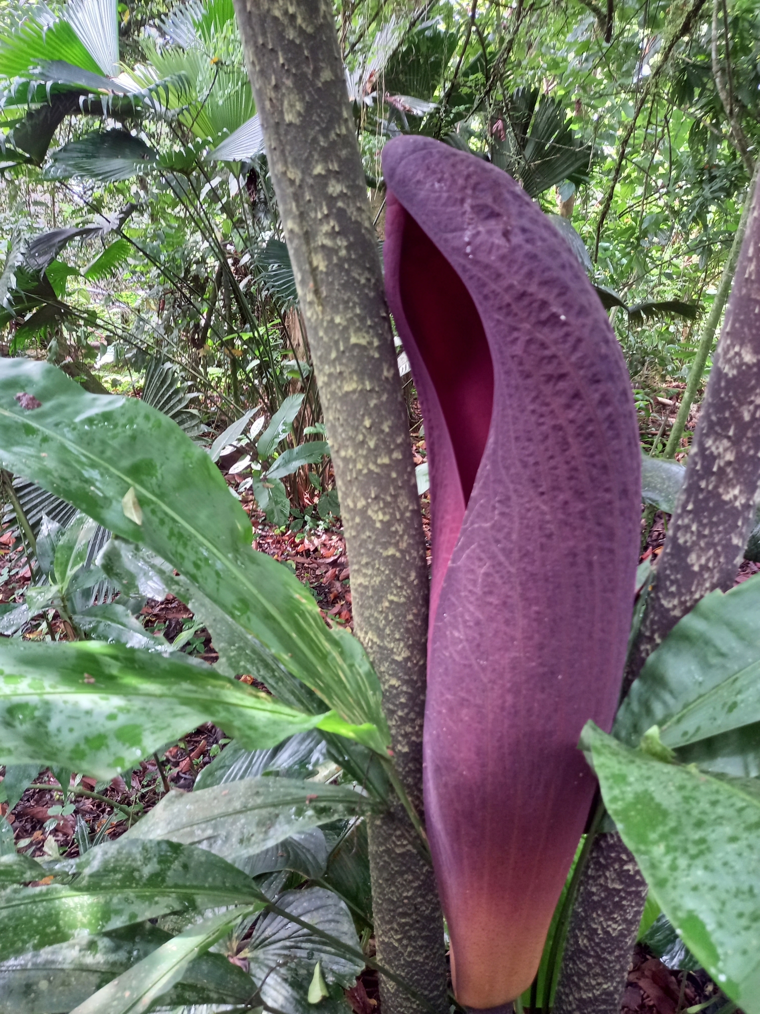 Abacaxi-do-brejo