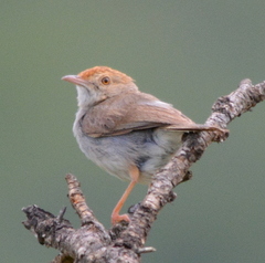 Cisticola fulvicapilla