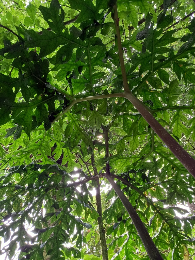Dracontium gigas