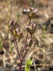 Lomatium bradshawii