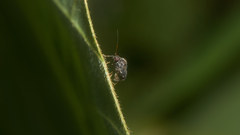 Charagochilus angusticollis