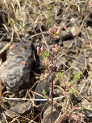 Lomatium bradshawii