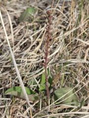 Veronica wyomingensis