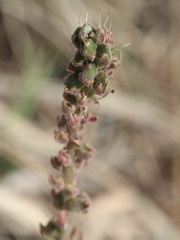 Veronica wyomingensis