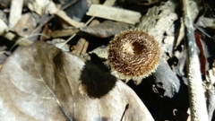 Lentinus
