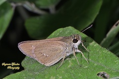 Isma bononia