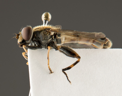 Anasimyia distincta