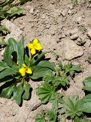 Viola vallicola