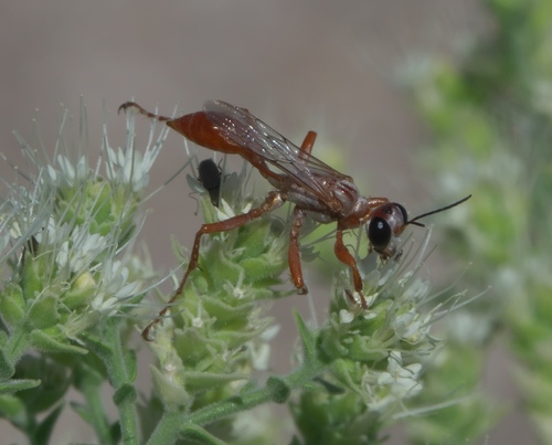 Prionyx foxi photo 5