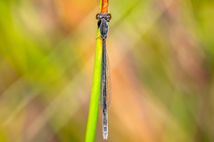 Agriocnemis rubricauda