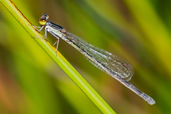 Agriocnemis rubricauda