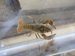 Cambarus longulus