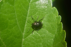 Colasposoma dauricum