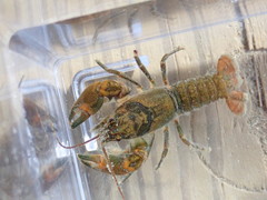 Cambarus longulus