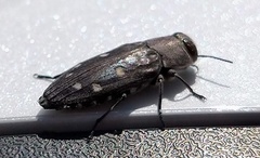 Chrysobothris octocola