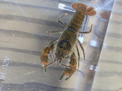 Cambarus longulus