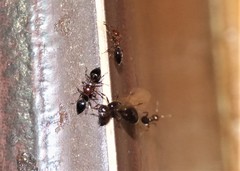 Crematogaster