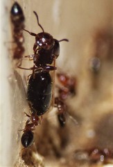 Crematogaster