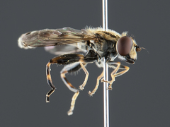 Anasimyia distincta