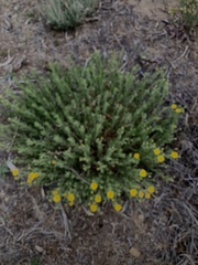 Heterotheca orovillosa