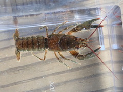 Cambarus acuminatus