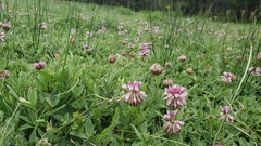Trifolium beckwithii