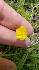 Potentilla millefolia