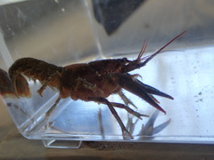 Cambarus acuminatus
