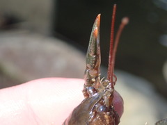 Cambarus acuminatus