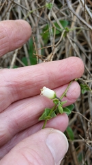 Salpichroa origanifolia