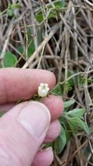Salpichroa origanifolia