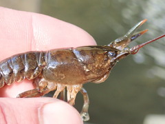 Cambarus acuminatus