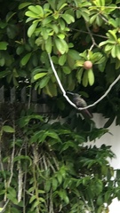 Anthracothorax dominicus