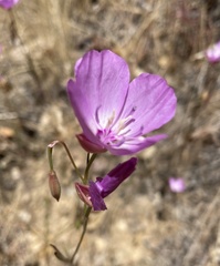 Clarkia lewisii