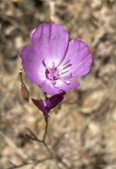 Clarkia lewisii