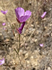 Clarkia lewisii