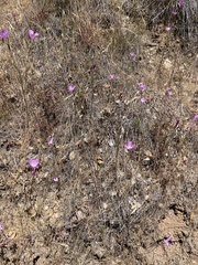 Clarkia lewisii