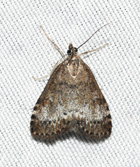Udea inquinatalis