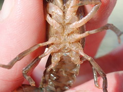 Cambarus acuminatus