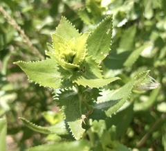 Grindelia adenodonta