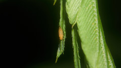 Acizzia jamatonica