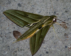 Xylophanes aristor