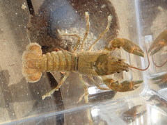Cambarus longulus